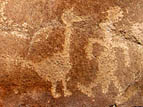 The Pueblo Pato duck petroglyph