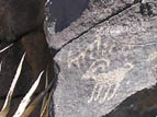 Pronghorn antelope petroglyph