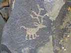 Zoomorphic petroglyph