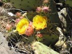 Prickly Pear plant in bloom